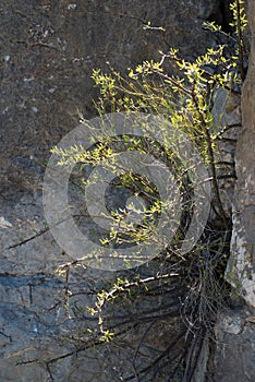 Close up of scrub brush in the rocks of the Santa Elena Canyon in Big Bend National Park