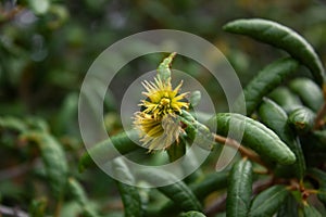 Close up of Scrub oak in Florida