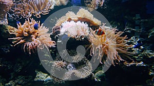 Close up of sea anemone and clown fish and Paracanthurus. Clown fish, Paracanthurus swimming close to the anemone.