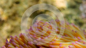 Close up of sea anemone in underwater world with corals and fish