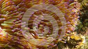 Close up of sea anemone in underwater world with corals and fish