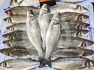 Close Up of sea bass fish on ice store counter. Seabasses displayed supermarket