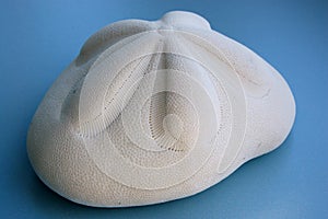 Close up sea biscuit