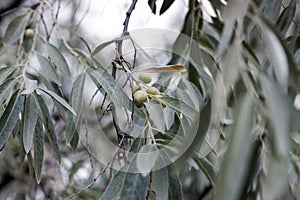 Close up of sea buckthorn in green leaves