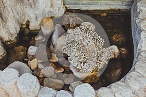 Close up of sea choral (coral)