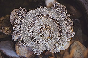 Close up of sea choral (coral) texture