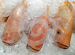 Close up sea fish on ice.