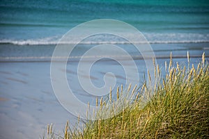 Close up of sea grass in the sand dunes with blue waves on a sandy beach in the background