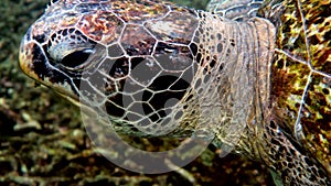 Close up of sea green turtle head. Underwater video of huge big sea turtle in deep ocean wildlife. Scuba diving or