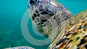 Close up of sea green turtle head. Underwater video of huge big sea turtle in deep ocean wildlife. Scuba diving or