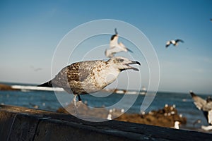 Close up of a sea gull with fishing boats in the background