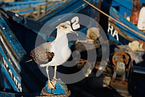 Close up of a sea gull with fishing boats in the background