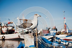 close up of a sea gull with fishing boats in the background