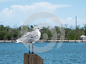 Close up of a sea gull with fishing boats in the background in a pier in Miami