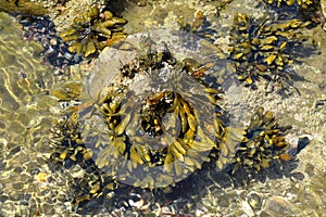 Close-Up Of Sea Kelp, Rocks And Shells
