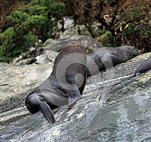 Close-up of a Sea lion at Milford Sound