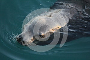 Close up of a sea lion in Morro Bay