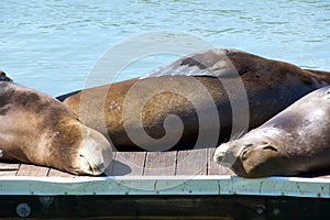 Close up of Sea Lions hauled out on boardwalk with water behind