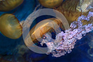 Close up on Sea Nettle jelly fish