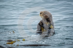 Close up of a sea otter in the ocean in Tofino, Vancouver island, British Columbia Canada