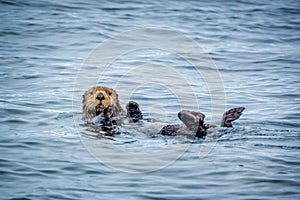 Close up of a sea otter in the ocean in Tofino, Vancouver island, British Columbia Canada photo