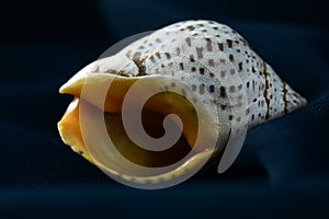 A close up on a sea shell on a marble surface. Lovely texture of the shell