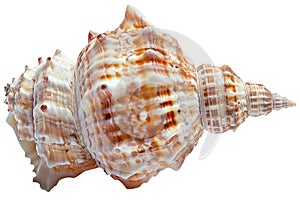 A close-up of a sea shell on a white background