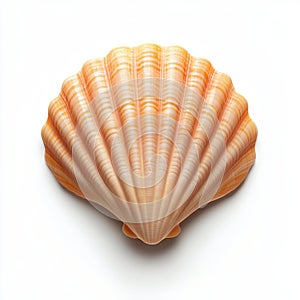 A close up of a sea shell on white background, AI