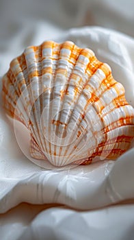 Close Up of Sea Shell on White Sheet