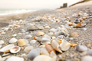 Close Up of Sea Shells on a Sandy Beach