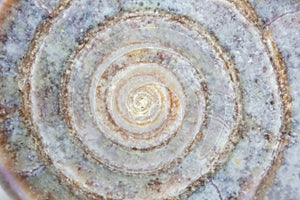 Close up of a sea snail