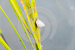 Close up of sea snail on green grass with white shell on south carolina low country marsh