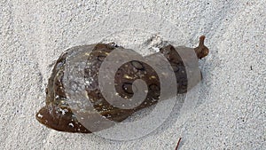Close up of sea snail moving on the beach, Mexico.