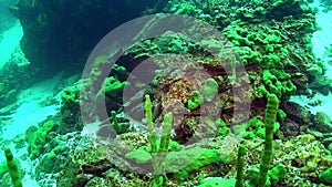 Close-up sea sponge Porifera underwater at bottom of Lake Baikal.