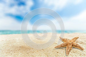 Close-up sea star on sandy beach at sunny day