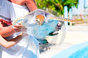 Close up sea turtle in female hands in exotic reserve