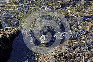 Close up of sea turtle in a rock pool
