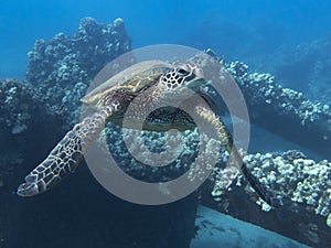 Close Up Sea Turtle Swimming Towards Camera Over Reef Underwater