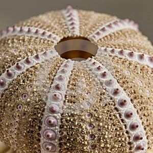 Close-up of a sea urchin shell, showcasing its intricate texture and pattern. The shell