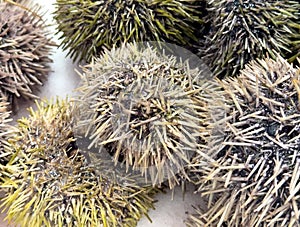 Close up of sea urchins