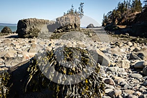 Close up of sea weed with a sheer rock face with trees and blue sky