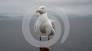 Close up of Seagull