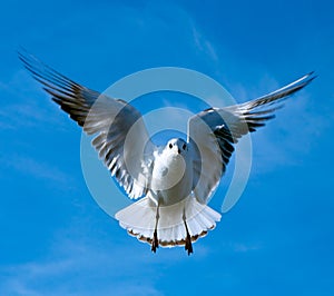 Close-up of seagull