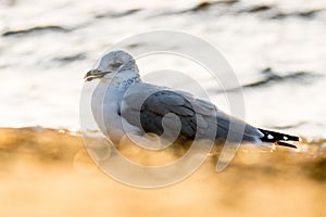 Close up of seagull on the beach