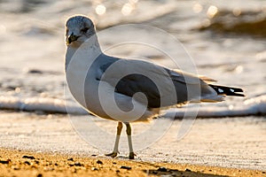 Close up of seagull on the beach