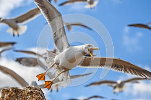 A close-up of a seagull bird with open beak flying with other birds on blue sky background.