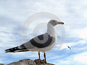 Close-up of seagull with clouds Larus michaelis