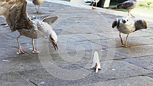 Close-up seagull eating fish at market besides canals Venice. Seagulls eats