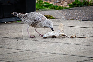 A close up of a seagull eating a fish whilst on a pavement at the seaside