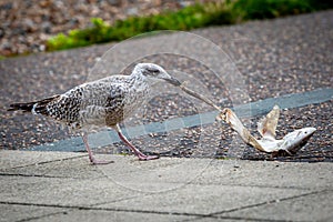 A close up of a seagull eating a fish whilst on a pavement at the seaside